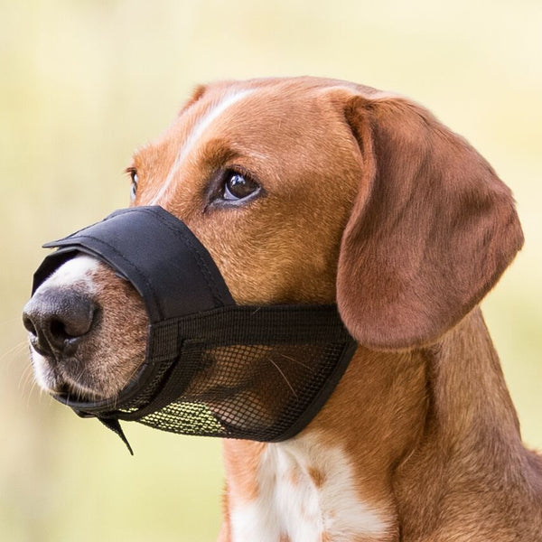 Muzzle with mesh insert
