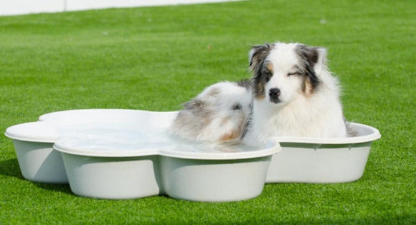 Una forma di zampa della piscina per cani da un cane a un cane