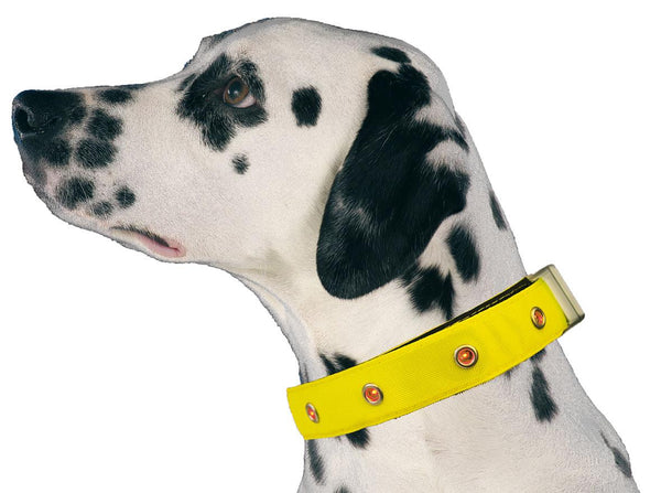 LED light-up dog collar