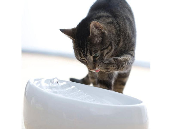 Lucky Kitty dispenser d'acqua in ceramica