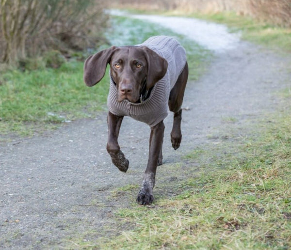 Pull pour chien Kenton