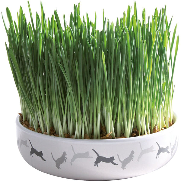 6x cat grass with bowl, ceramic, ø 15×4 cm, 50 g