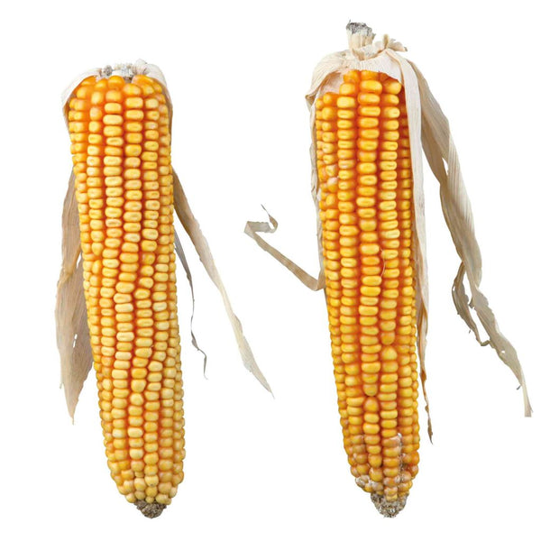 Corn on the cob with husk leaf, 2 pcs./250 g