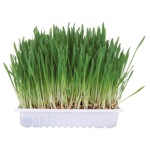 6x small animal grass, 100 g