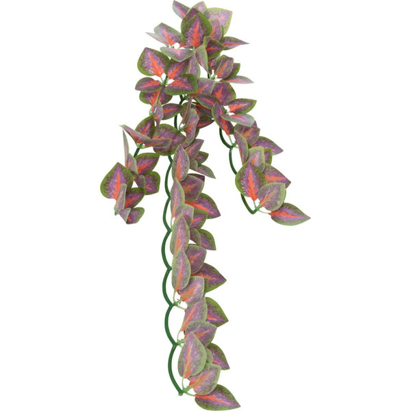 4x Folium Perillae Plante traînante soyeuse
