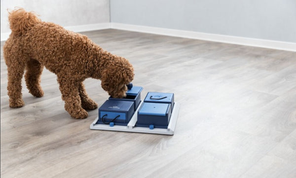 Dog Activity Strategie-Spiel Poker Box 1, 31 × 31 cm