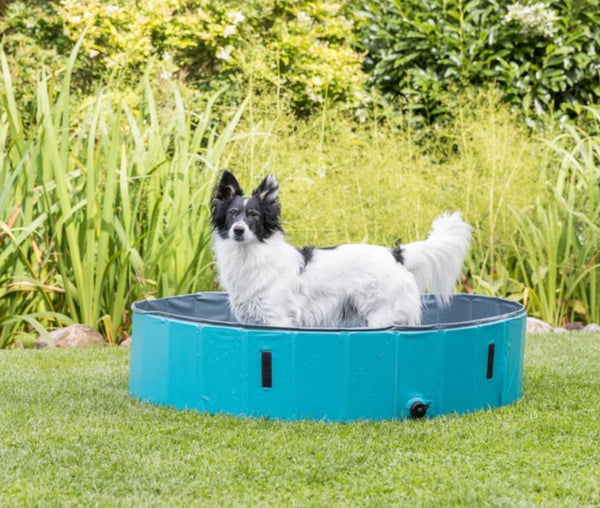 Piscine pour chien pliable