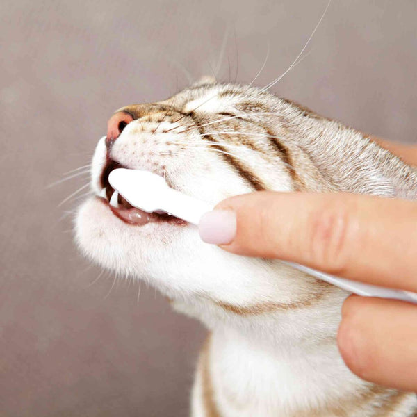 3x Zahnpflege-Set, Katze