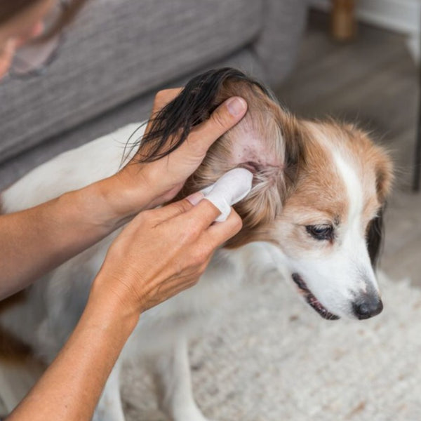 lingettes pour le soin des oreilles